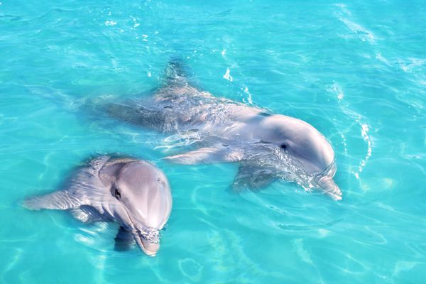 زن و شوهر دلفین شنا در آبی فیروزه ای آب پاک [تصویر زمینه]